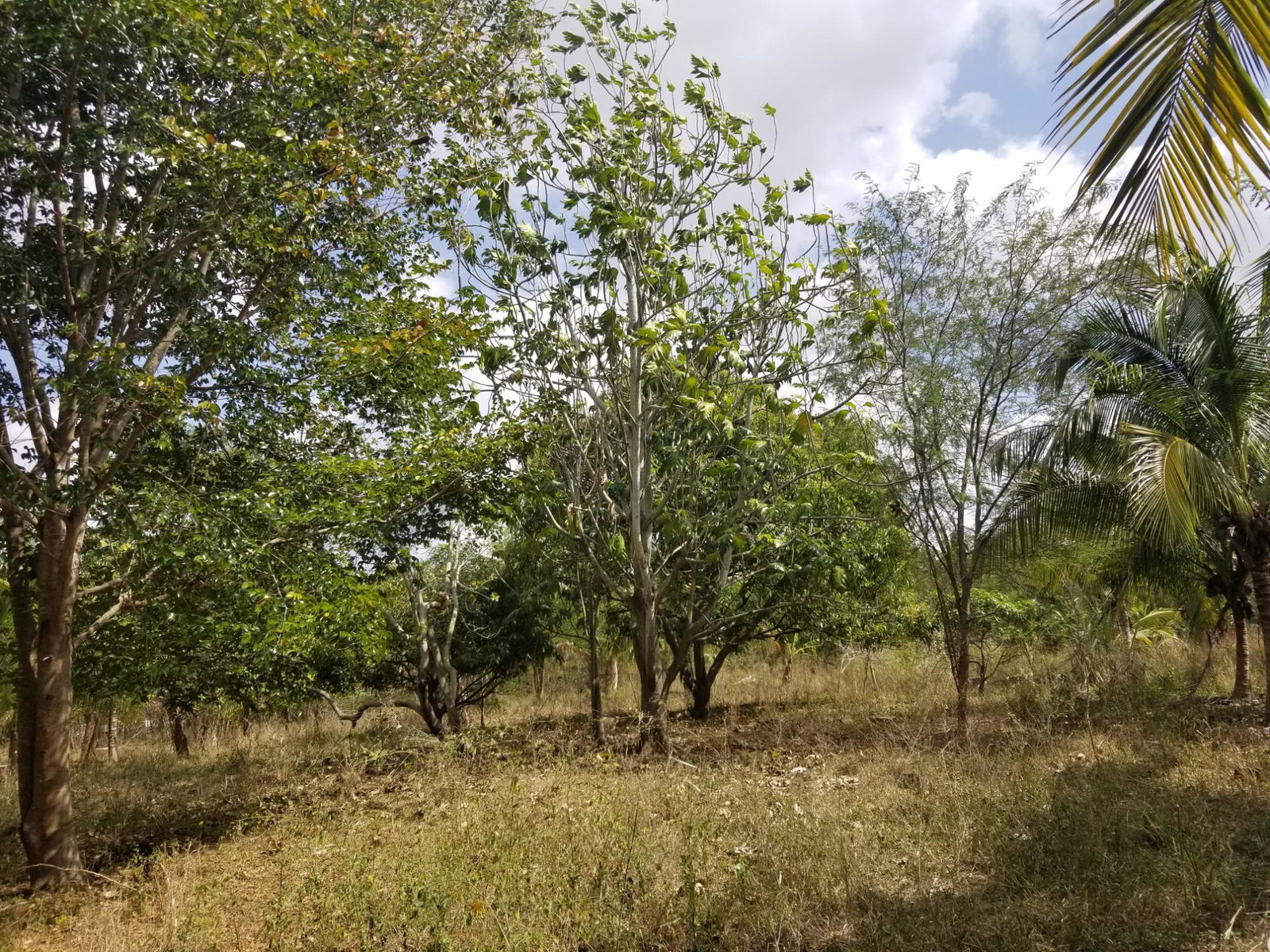 Fifth image of Colbeck Pen in Old Harbour, St. Catherine, Jamaica - property is For Sale