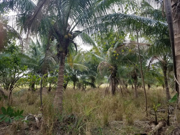 First image of Colbeck Pen in Old Harbour, St. Catherine, Jamaica - property is For Sale