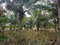 First image of Colbeck Pen in Old Harbour, St. Catherine, Jamaica - property is For Sale