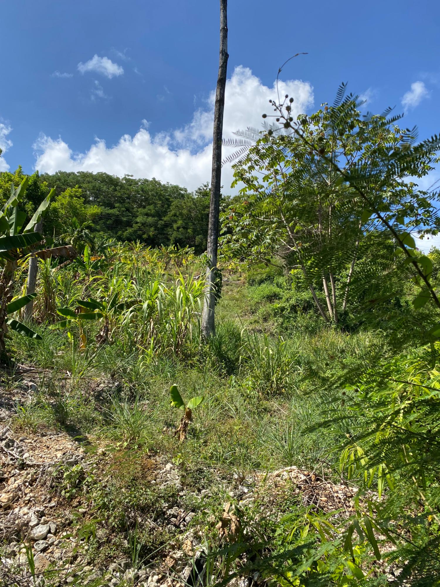 Eleventh image of Part of Lot 1039 Cardiff in Runaway Bay, St. Ann, Jamaica - property is For Sale
