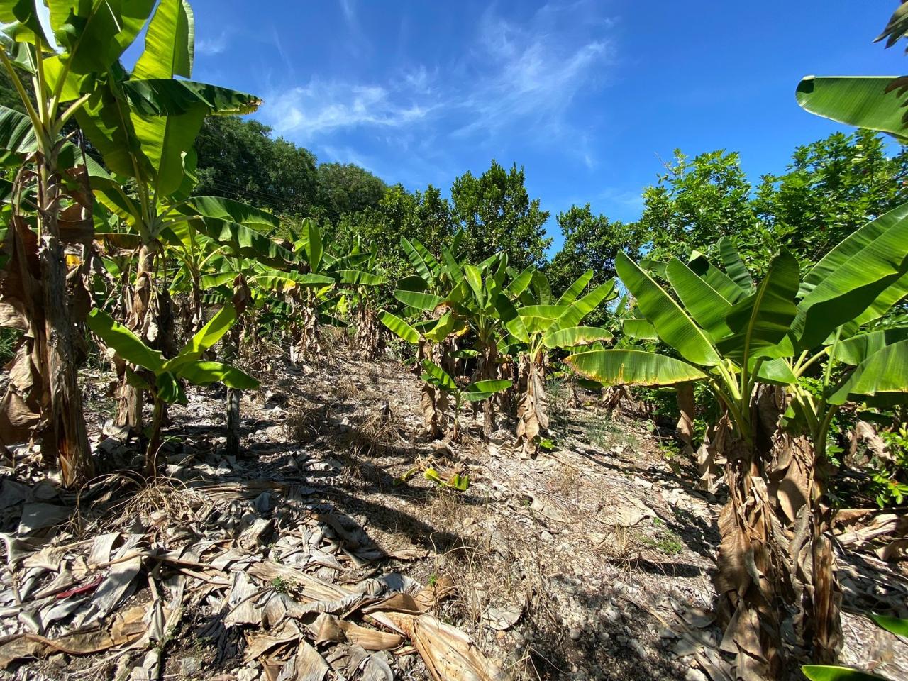 Fifth image of Part of Lot 1039 Cardiff in Runaway Bay, St. Ann, Jamaica - property is For Sale