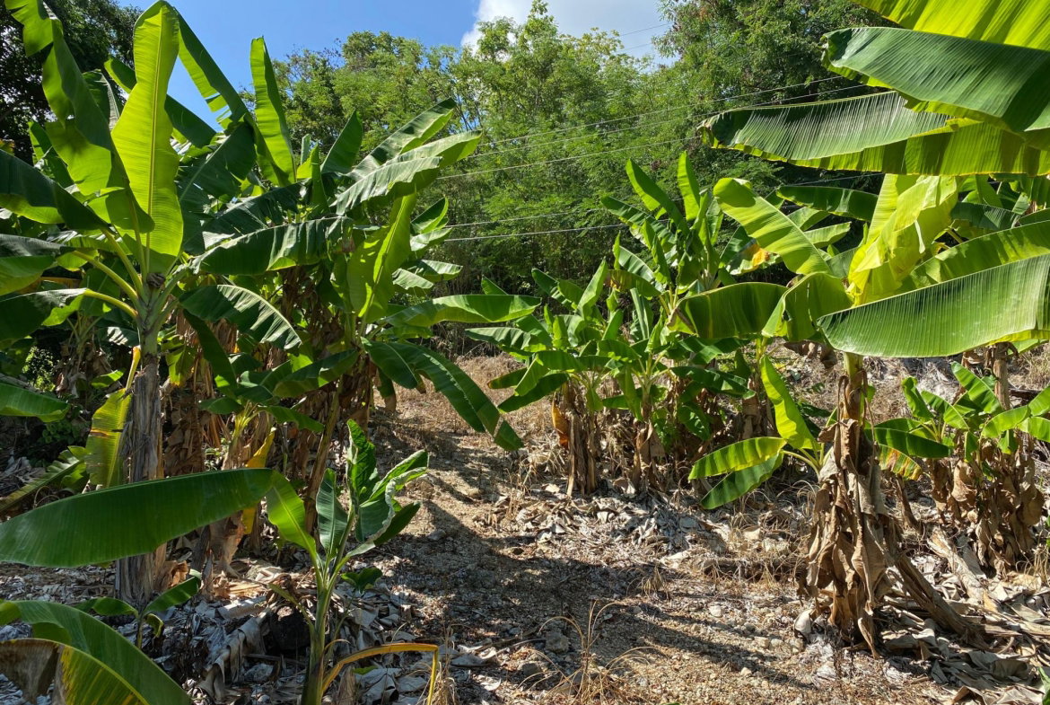 Seventh image of Part of Lot 1039 Cardiff in Runaway Bay, St. Ann, Jamaica - property is For Sale