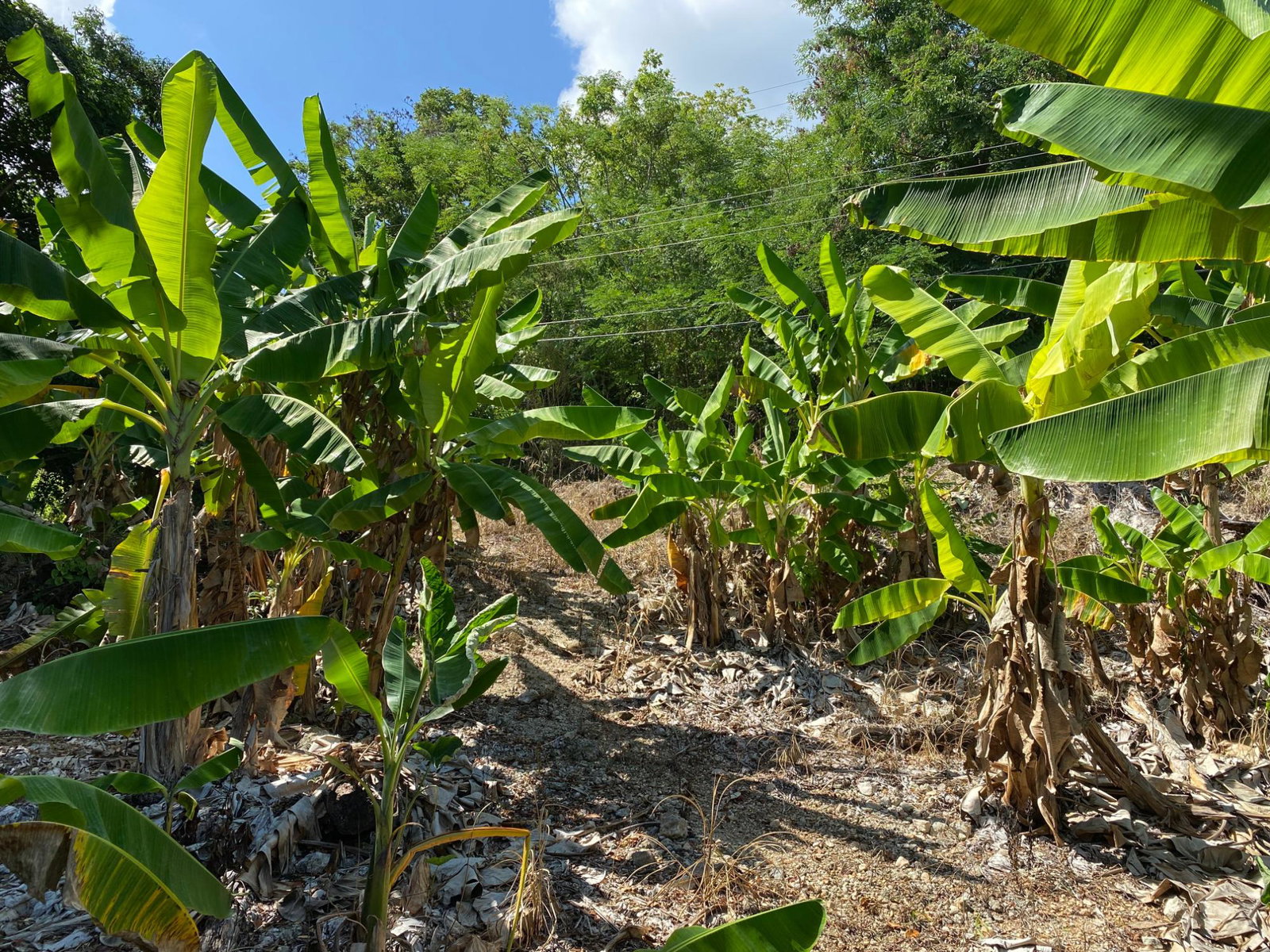 Seventh image of Part of Lot 1039 Cardiff in Runaway Bay, St. Ann, Jamaica - property is For Sale
