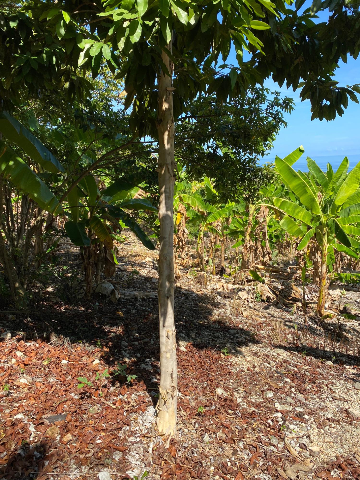 Eighth image of Part of Lot 1039 Cardiff in Runaway Bay, St. Ann, Jamaica - property is For Sale
