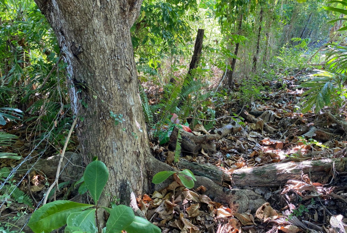 Tenth image of Part of Lot 1039 Cardiff in Runaway Bay, St. Ann, Jamaica - property is For Sale