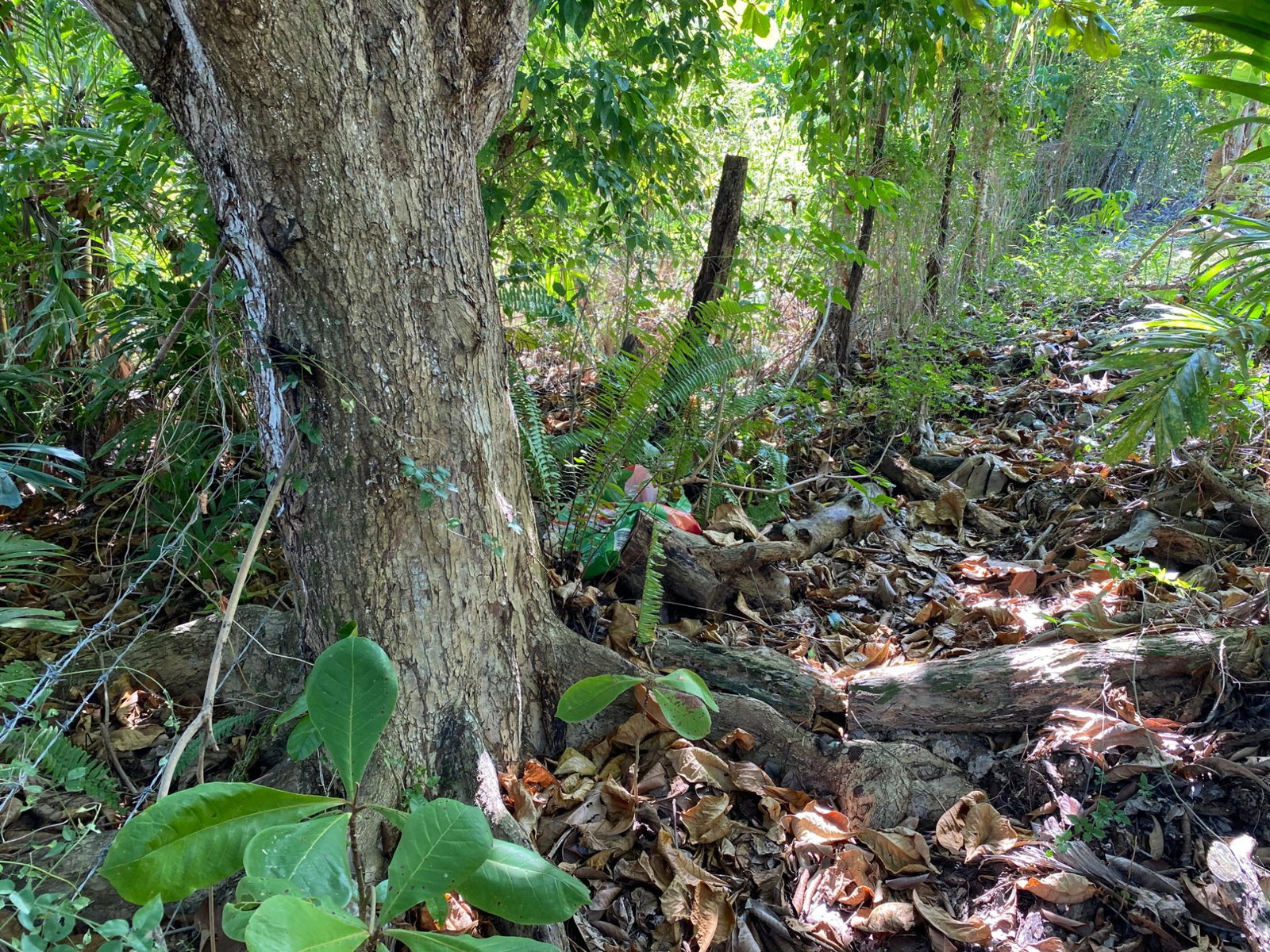 Tenth image of Part of Lot 1039 Cardiff in Runaway Bay, St. Ann, Jamaica - property is For Sale