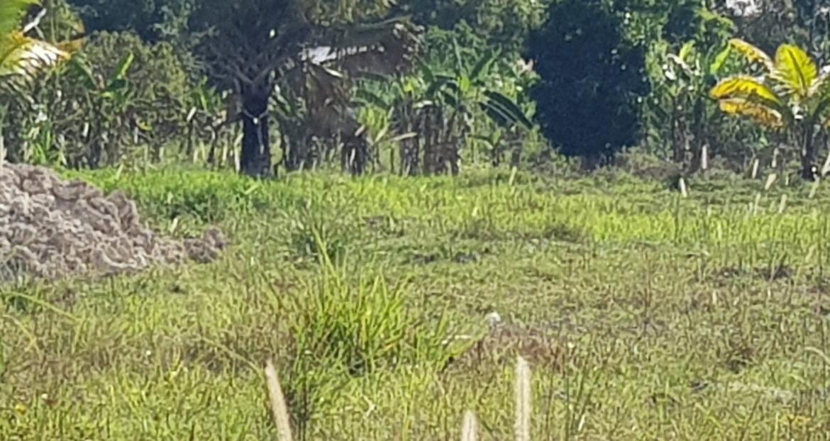 Sixth image of Smithfield in Savanna-La-Mar, Westmoreland, Jamaica - property is For Sale