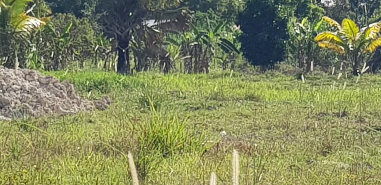 Sixth image of Smithfield in Savanna-La-Mar, Westmoreland, Jamaica - property is For Sale