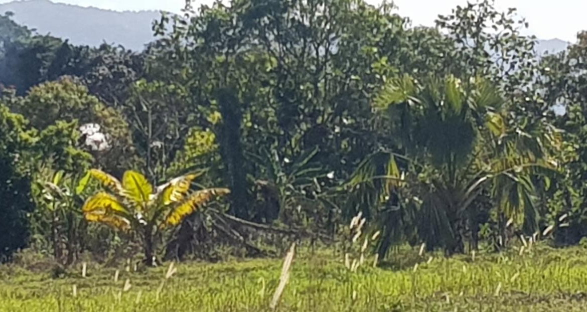 Eighth image of Smithfield in Savanna-La-Mar, Westmoreland, Jamaica - property is For Sale