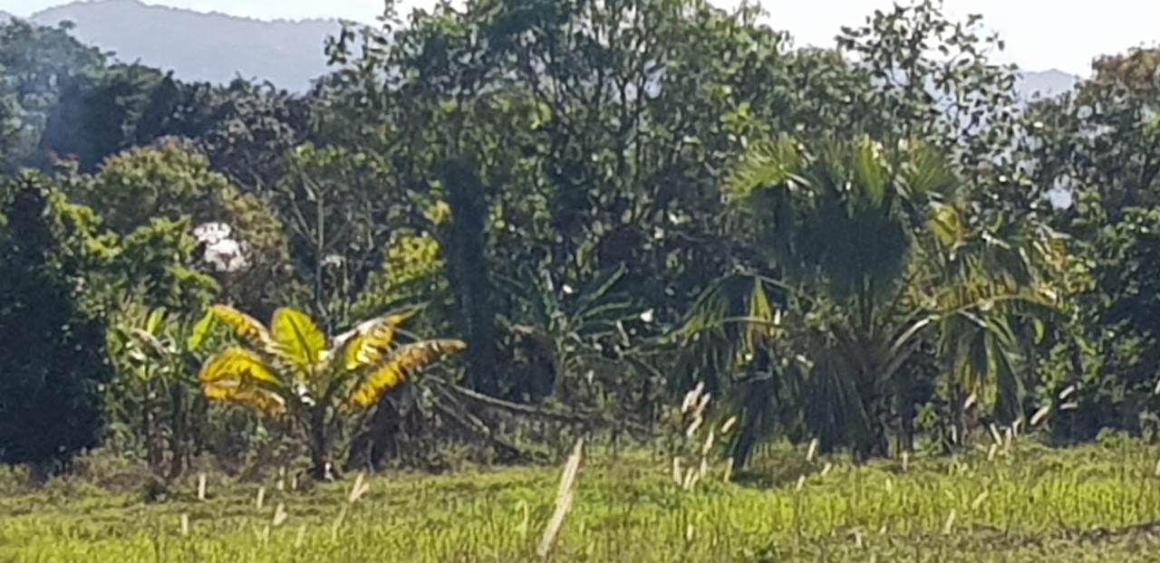 Eighth image of Smithfield in Savanna-La-Mar, Westmoreland, Jamaica - property is For Sale