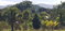 First image of Smithfield in Savanna-La-Mar, Westmoreland, Jamaica - property is For Sale