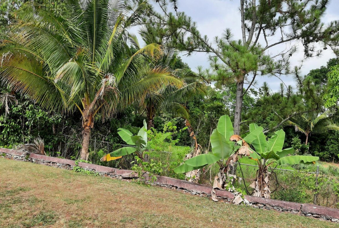 Twelfth image of Knockpatrick, Manchester in Mandeville, Manchester, Jamaica - property is For Sale