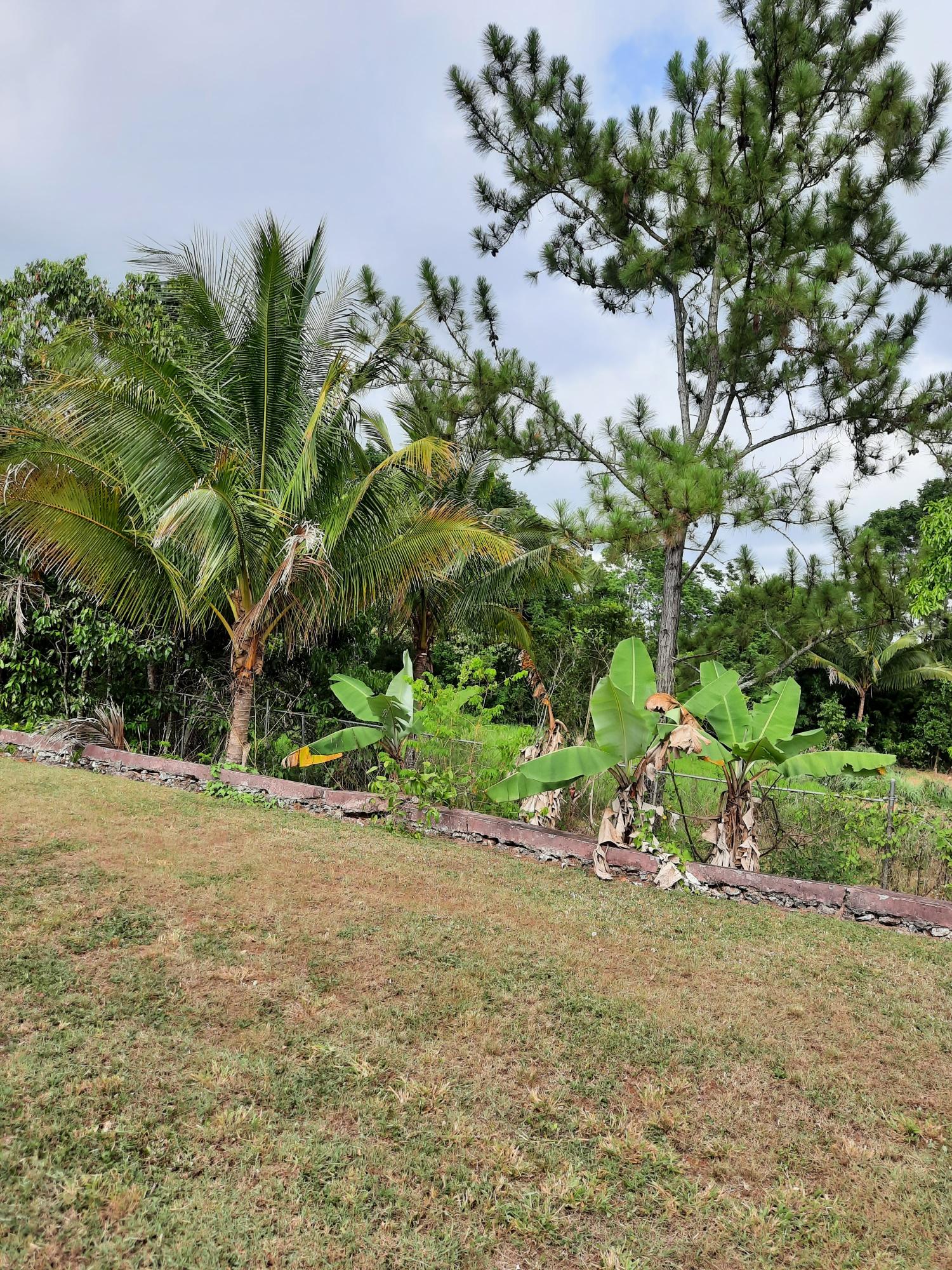 Twelfth image of Knockpatrick, Manchester in Mandeville, Manchester, Jamaica - property is For Sale