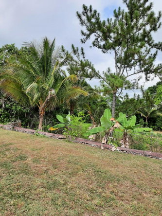 Twelfth image of Knockpatrick, Manchester in Mandeville, Manchester, Jamaica - property is For Sale