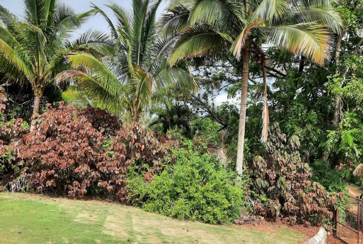 Fourteenth image of Knockpatrick, Manchester in Mandeville, Manchester, Jamaica - property is For Sale