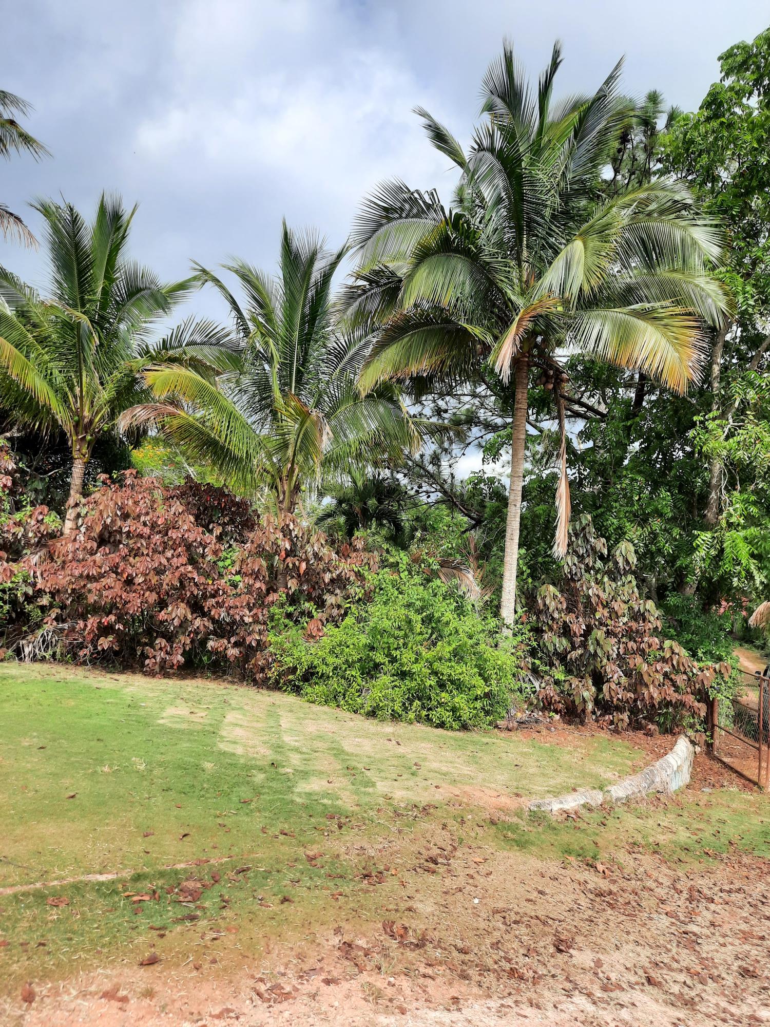 Fourteenth image of Knockpatrick, Manchester in Mandeville, Manchester, Jamaica - property is For Sale