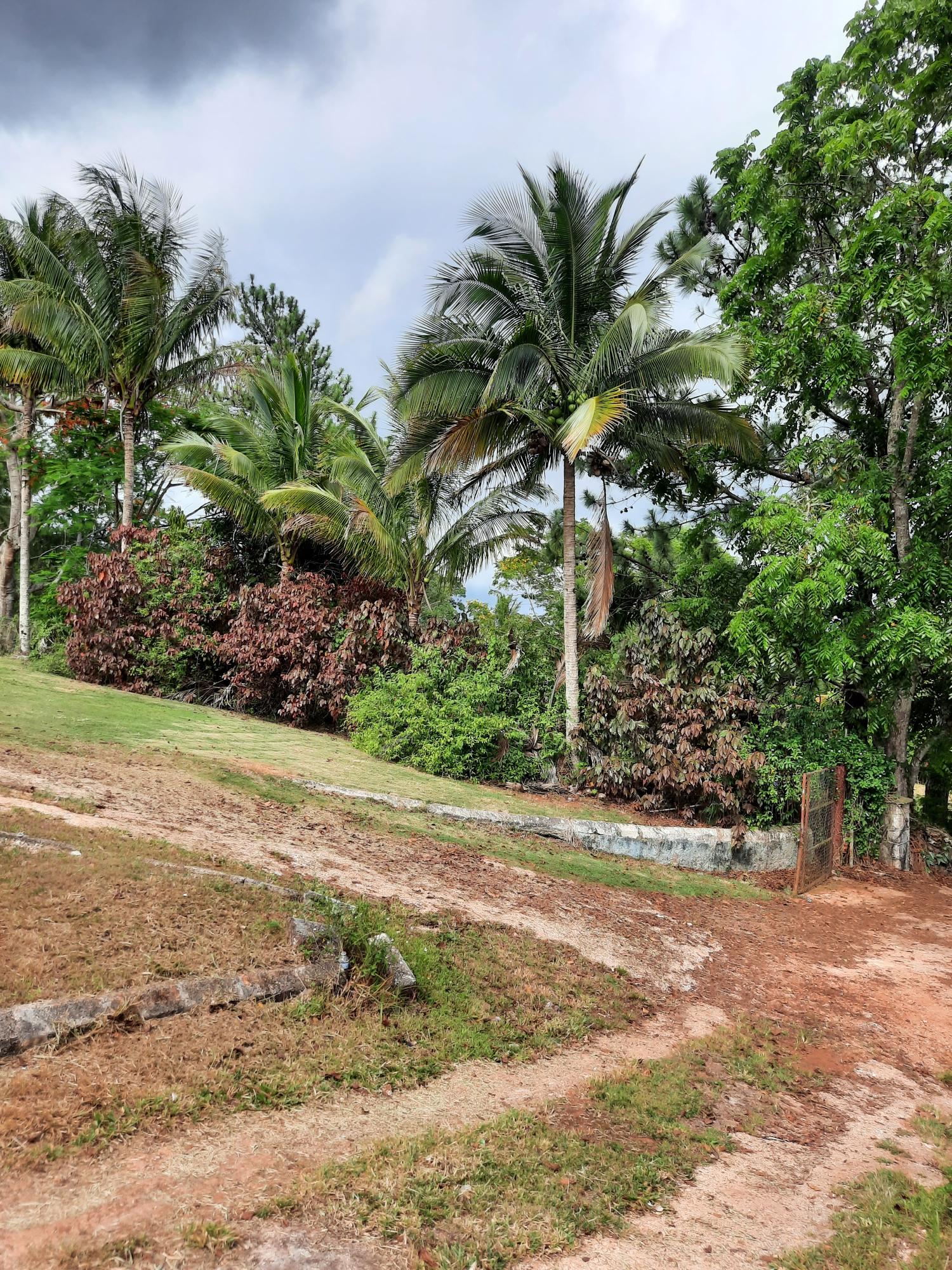 Sixteenth image of Knockpatrick, Manchester in Mandeville, Manchester, Jamaica - property is For Sale