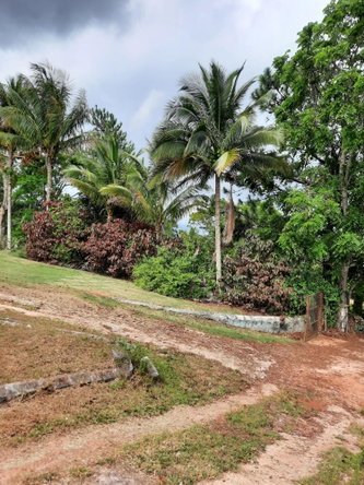 Sixteenth image of Knockpatrick, Manchester in Mandeville, Manchester, Jamaica - property is For Sale
