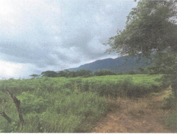 Third image of Lot 117- Part of Pepper in Pepper, St. Elizabeth, Jamaica - property is For Sale