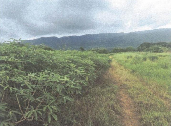 Fourth image of Lot 117- Part of Pepper in Pepper, St. Elizabeth, Jamaica - property is For Sale