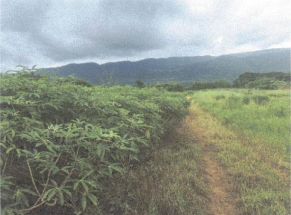 Fourth image of Lot 117- Part of Pepper in Pepper, St. Elizabeth, Jamaica - property is For Sale