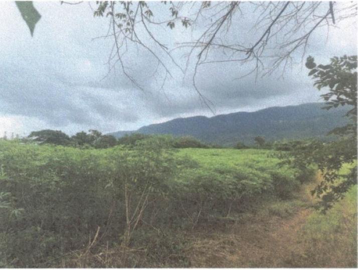 Fifth image of Lot 117- Part of Pepper in Pepper, St. Elizabeth, Jamaica - property is For Sale