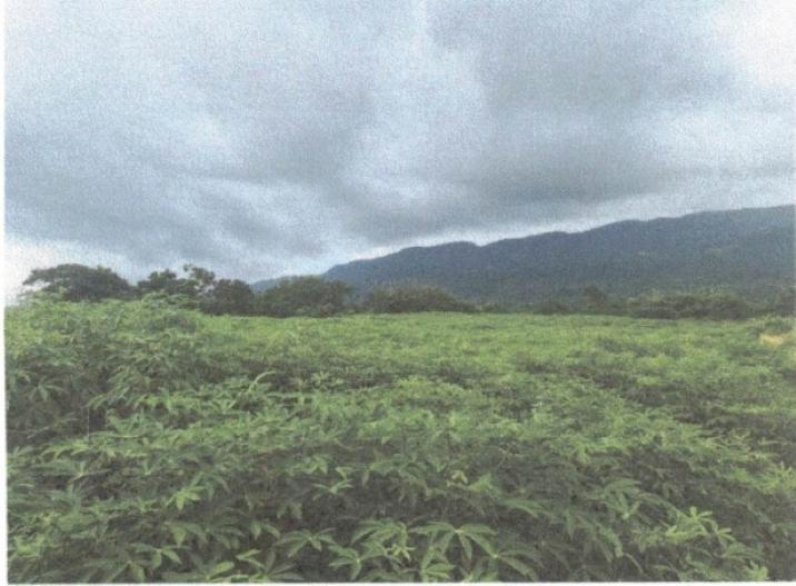 Sixth image of Lot 117- Part of Pepper in Pepper, St. Elizabeth, Jamaica - property is For Sale