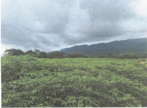 Sixth image of Lot 117- Part of Pepper in Pepper, St. Elizabeth, Jamaica - property is For Sale
