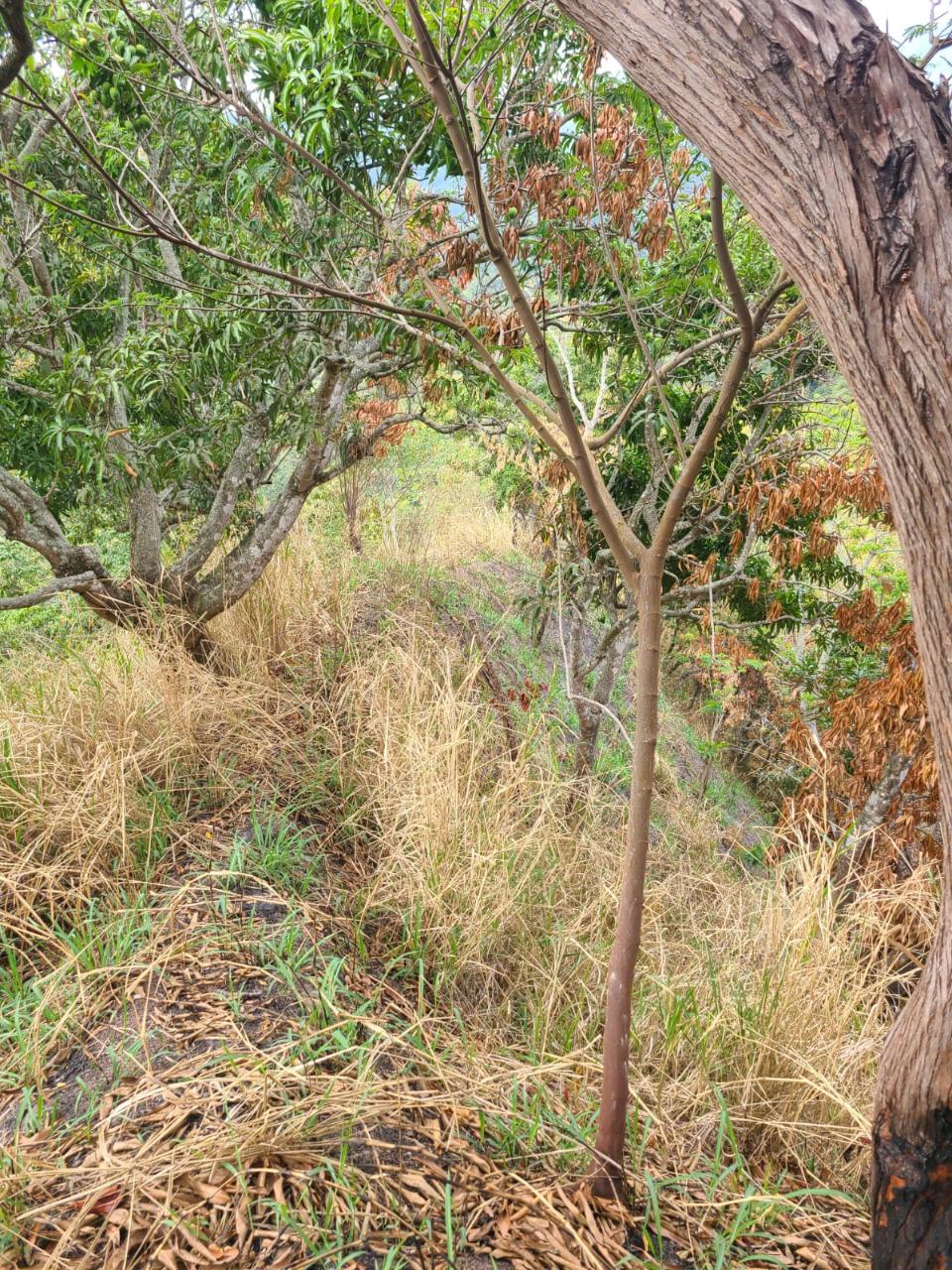 Prime-2.55-Acre-Residential-Lot-for-Sale-in-Norbrook-Jamaica Second image of Hermitage Norbrook Kingst in Kingston 8, St. Andrew, Jamaica - property is For Sale