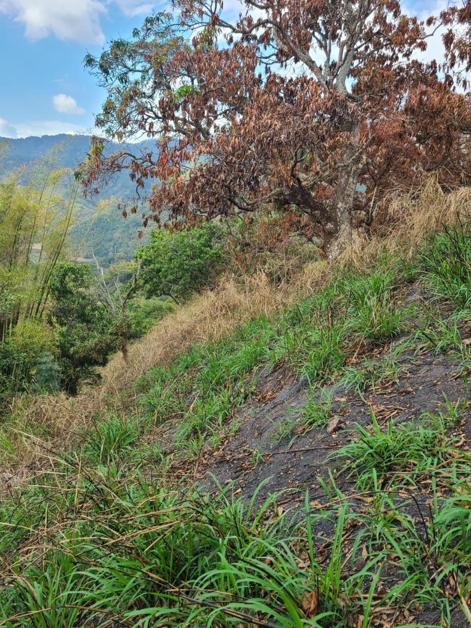 Prime-2.55-Acre-Residential-Lot-for-Sale-in-Norbrook-Jamaica Third image of Hermitage Norbrook Kingst in Kingston 8, St. Andrew, Jamaica - property is For Sale