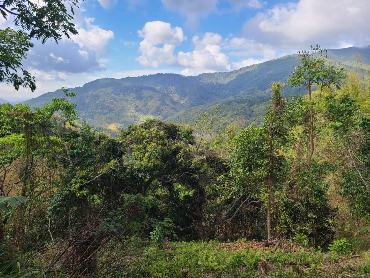 Prime-2.55-Acre-Residential-Lot-for-Sale-in-Norbrook-Jamaica First image of Hermitage Norbrook Kingst in Kingston 8, St. Andrew, Jamaica - property is For Sale