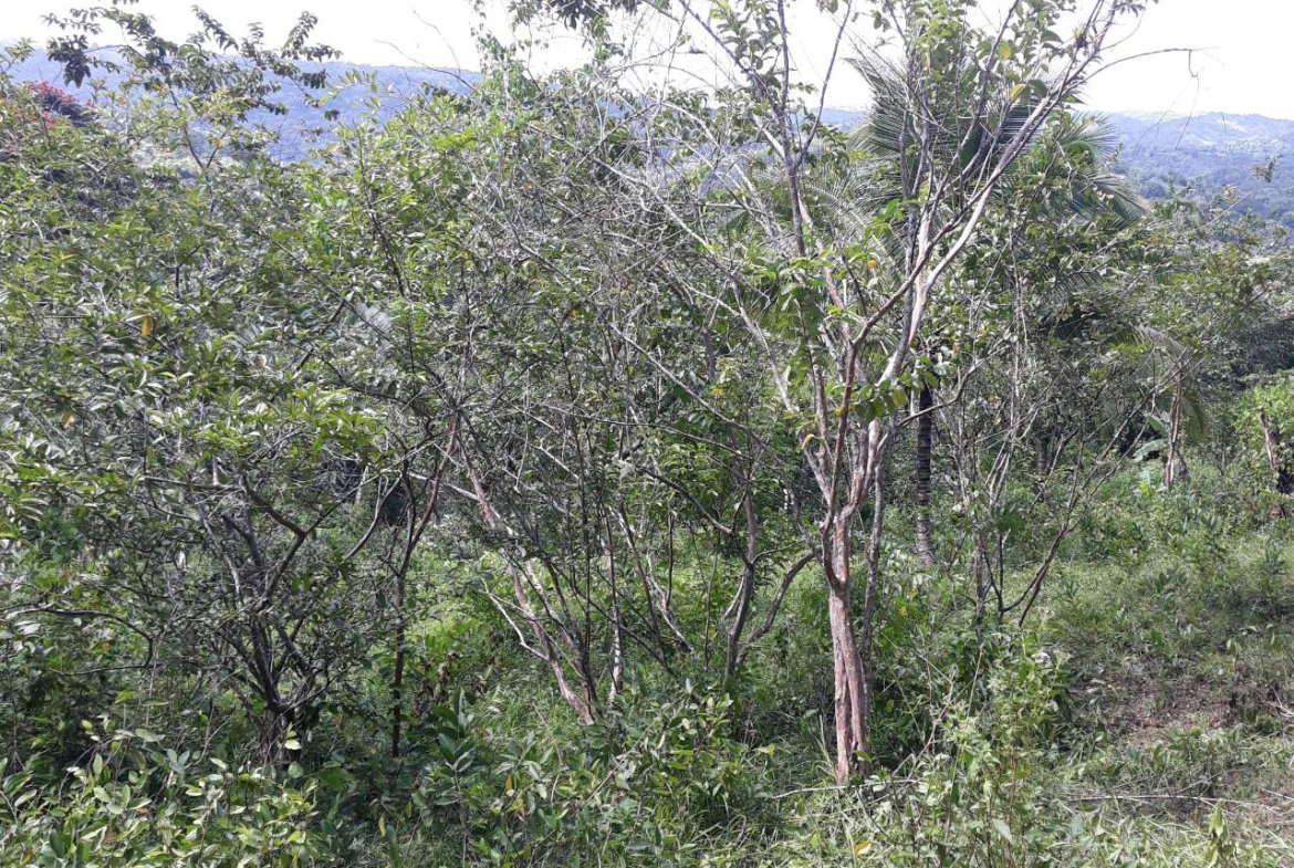 Eleventh image of Lot # 1547 Sheckles, Clarendon in Frankfield, Clarendon, Jamaica - property is For Sale