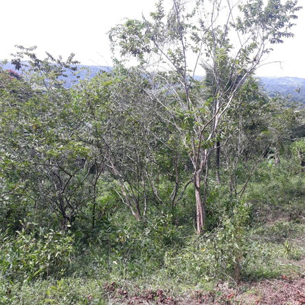 Eleventh image of Lot # 1547 Sheckles, Clarendon in Frankfield, Clarendon, Jamaica - property is For Sale