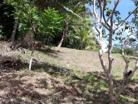 First image of Lot # 1547 Sheckles, Clarendon in Frankfield, Clarendon, Jamaica - property is For Sale