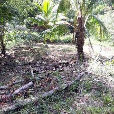 Seventh image of Lot # 1547 Sheckles, Clarendon in Frankfield, Clarendon, Jamaica - property is For Sale