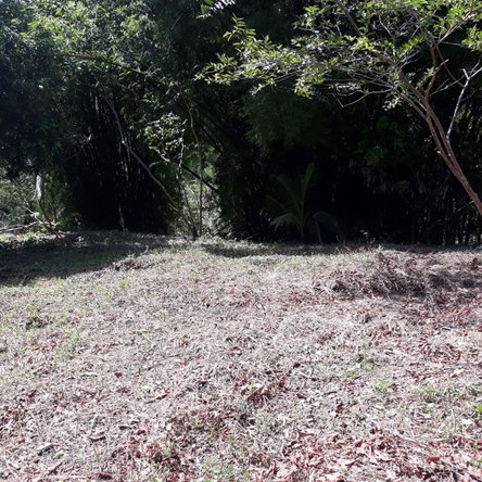 Ninth image of Lot # 1547 Sheckles, Clarendon in Frankfield, Clarendon, Jamaica - property is For Sale