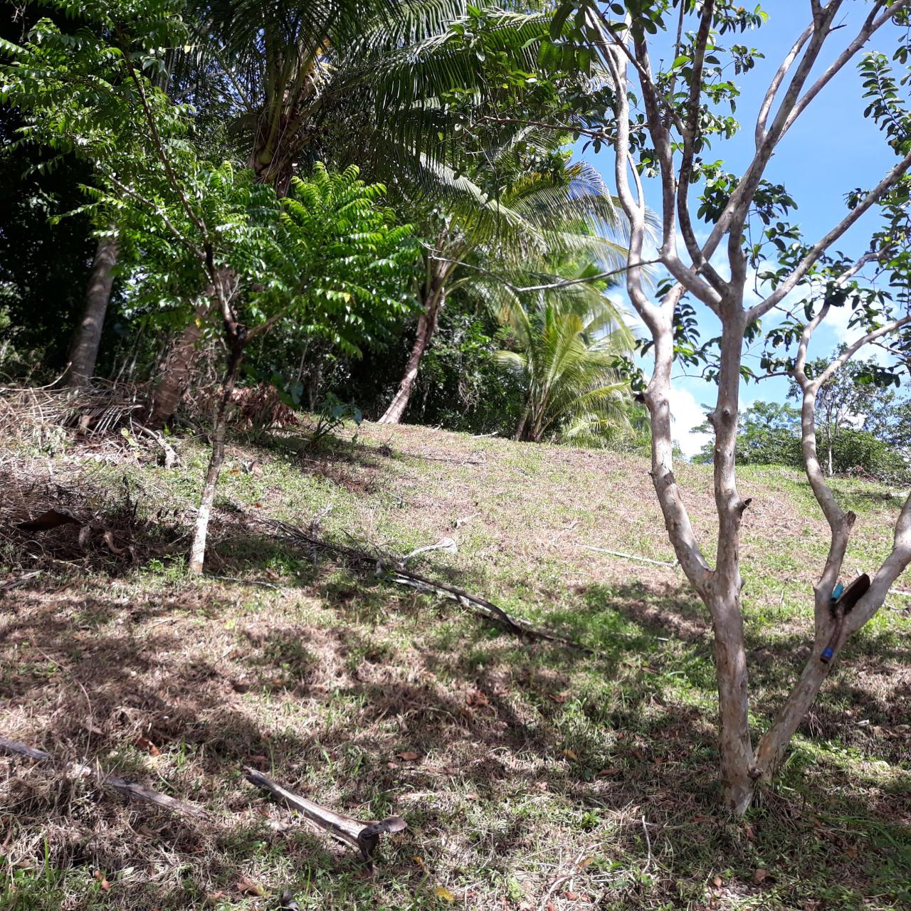 First image of Lot # 1547 Sheckles, Clarendon in Frankfield, Clarendon, Jamaica - property is For Sale