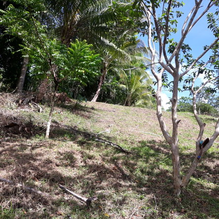 First image of Lot # 1547 Sheckles, Clarendon in Frankfield, Clarendon, Jamaica - property is For Sale