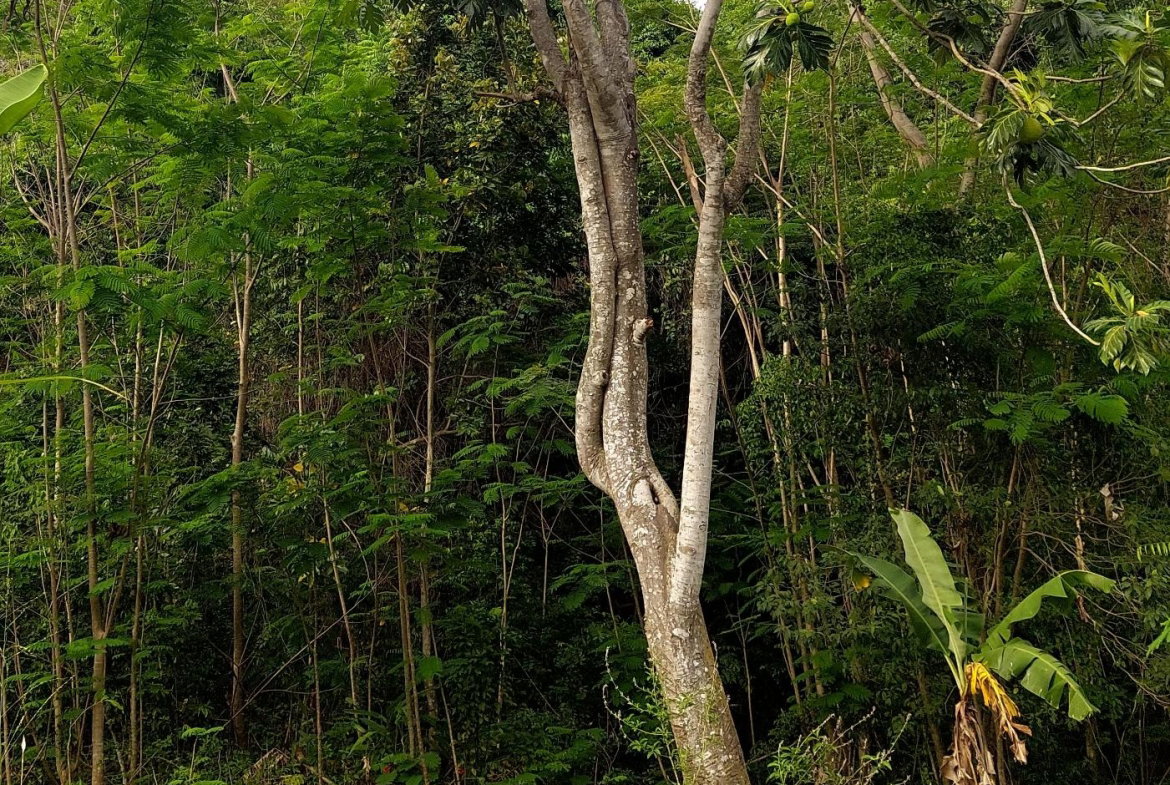 Second image of 52 Cherry Cl. Maverly Mounta in Red Hills, St. Andrew, Jamaica - property is For Sale