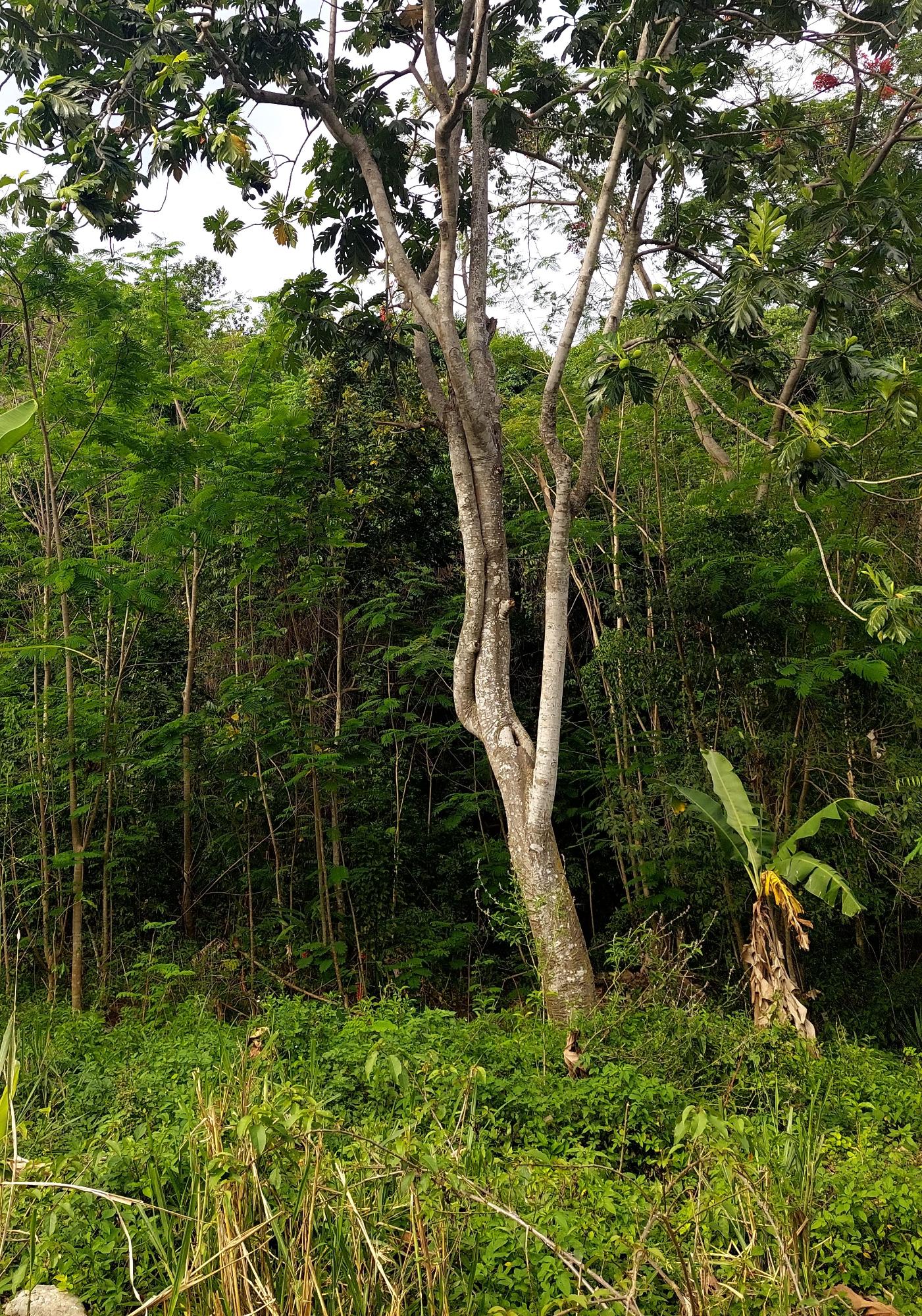 Prime-3-Acres-of-Development-Land-for-Sale-in-Red-Hills-Jamaica Second image of 52 Cherry Cl. Maverly Mounta in Red Hills, St. Andrew, Jamaica - property is For Sale