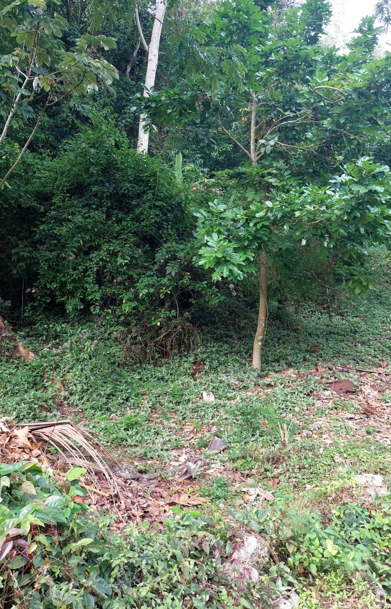 Prime-3-Acres-of-Development-Land-for-Sale-in-Red-Hills-Jamaica Fourth image of 52 Cherry Cl. Maverly Mounta in Red Hills, St. Andrew, Jamaica - property is For Sale