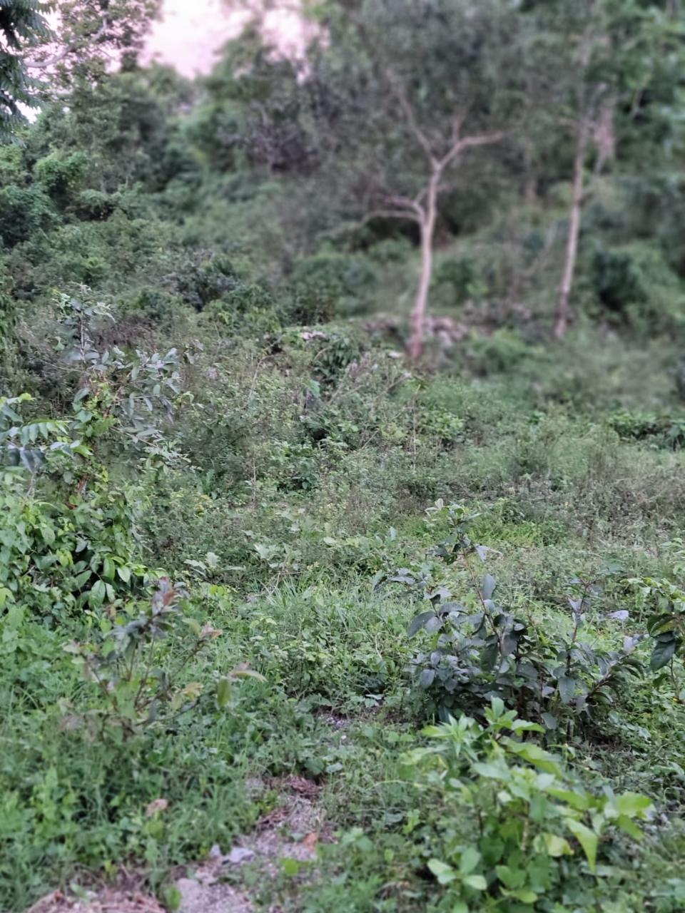 Prime-34-Acre-Residential-Lot-for-Sale-in-St.-Ann-Jamaica Seventh image of Colegate in Ocho Rios, St. Ann, Jamaica - property is For Sale