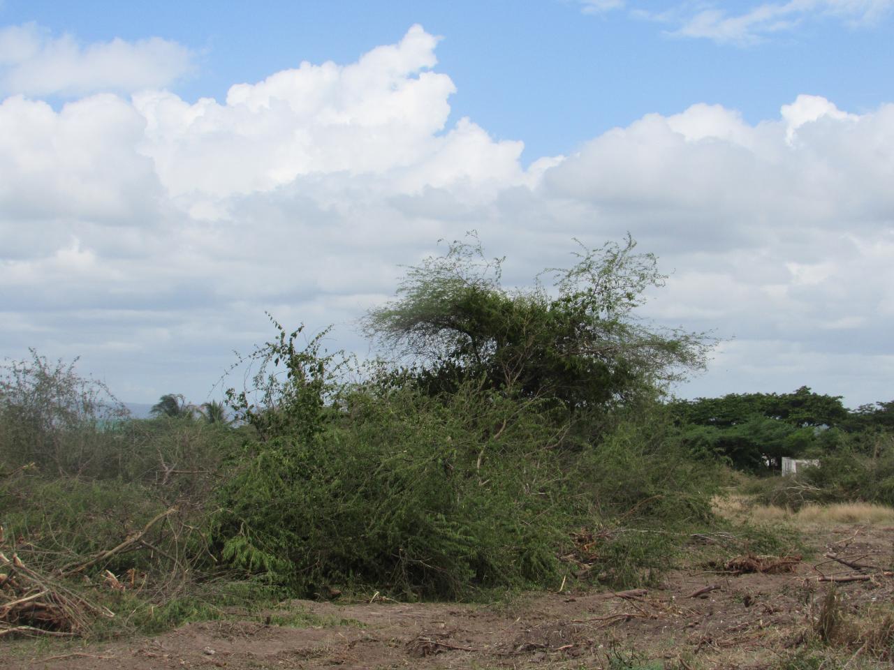 Twenty-Ninth image of Lot 219-1 Foga Road in Denbigh, Clarendon, Jamaica - property is For Sale