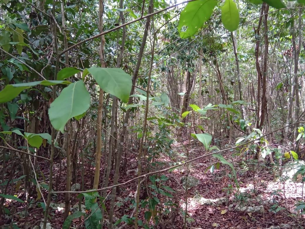 Second image of Lot 95 Belle Air Hopewell, Disc in Hopewell, St. Ann, Jamaica - property is For Sale