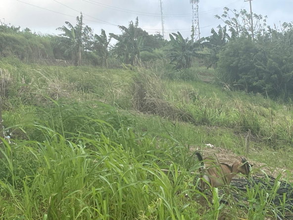 Fifth image of Lilyfield, Bamboo in Bamboo, St. Ann, Jamaica - property is For Sale