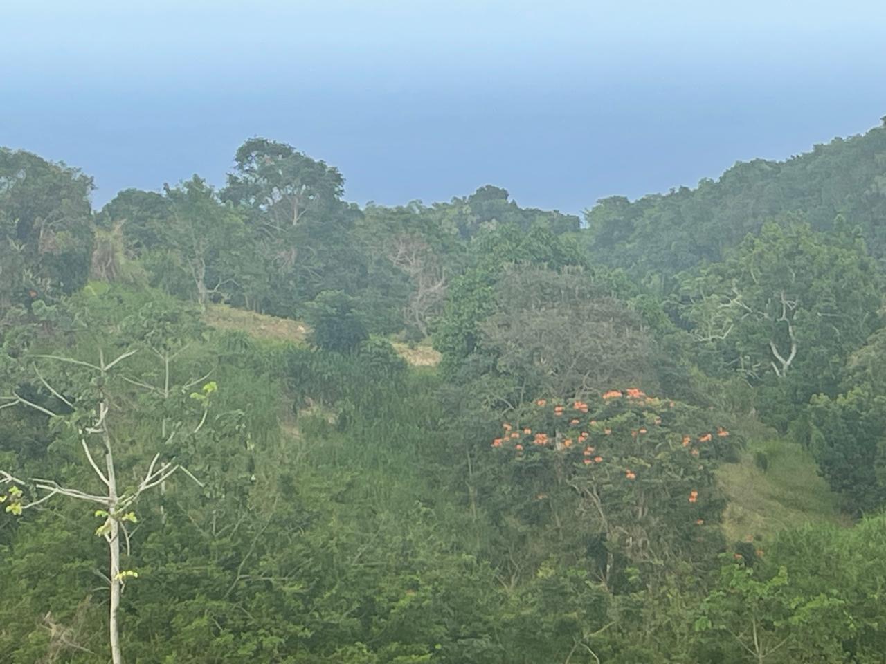 Seventh image of Lilyfield, Bamboo in Bamboo, St. Ann, Jamaica - property is For Sale