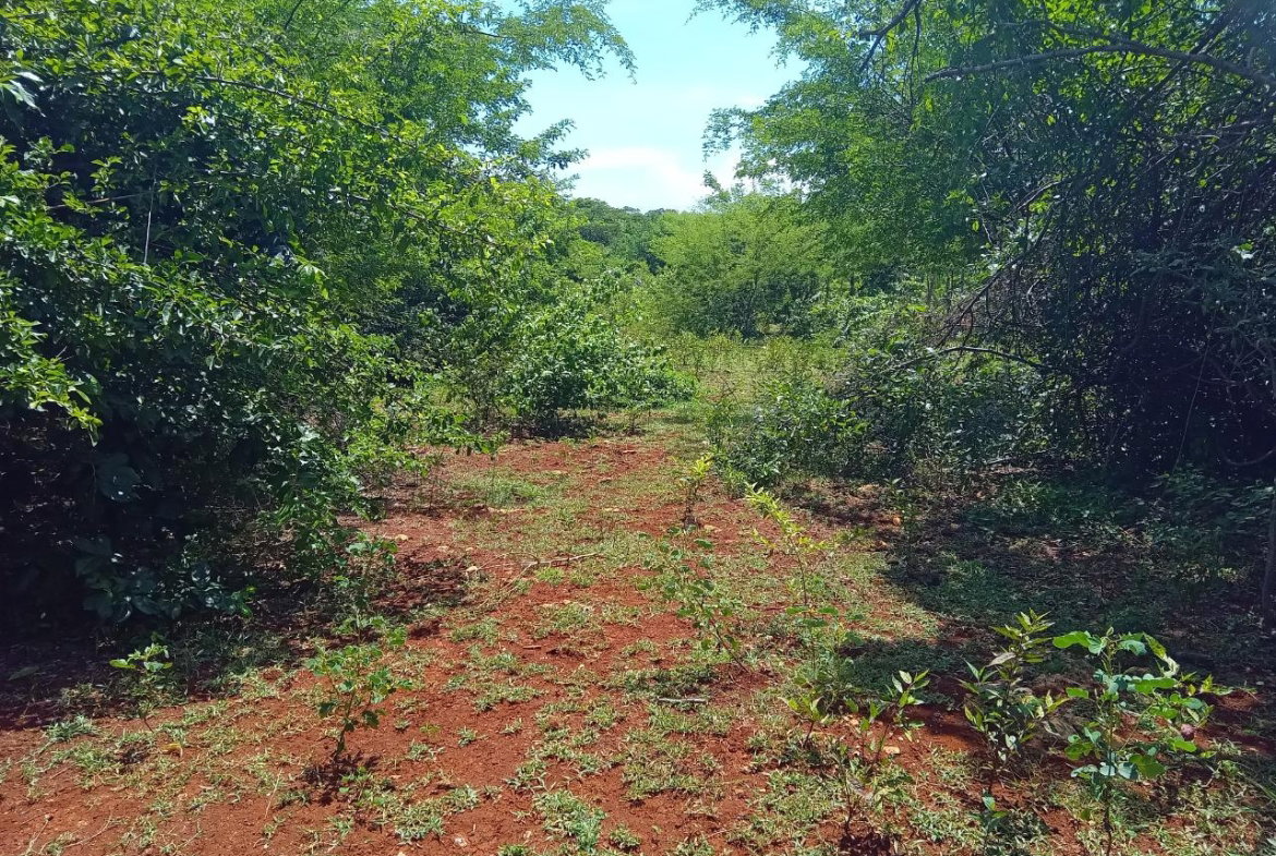 Third image of Old Hope Road in OLD HOPE PEN, Westmoreland, Jamaica - property is For Sale