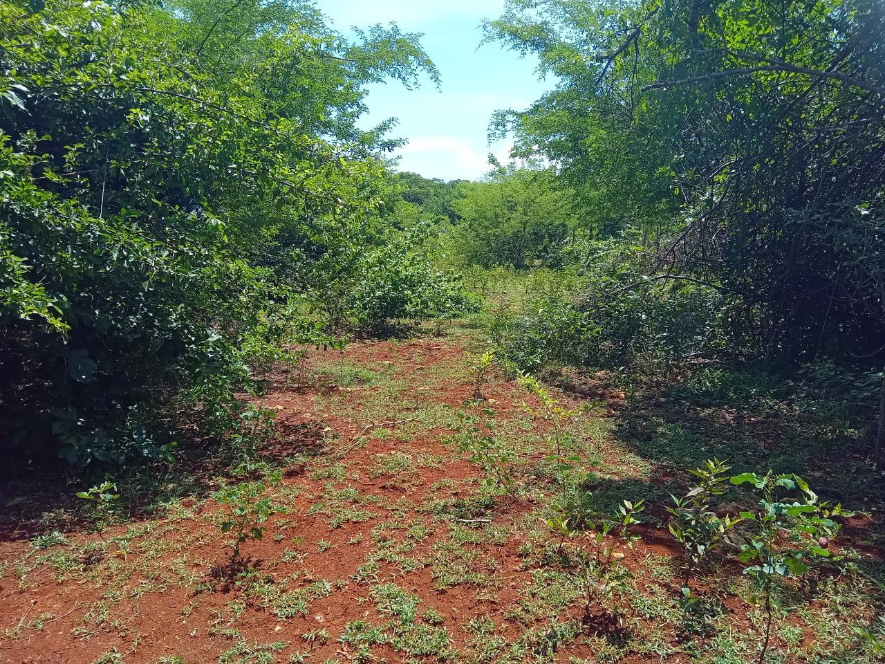 Third image of Old Hope Road in OLD HOPE PEN, Westmoreland, Jamaica - property is For Sale
