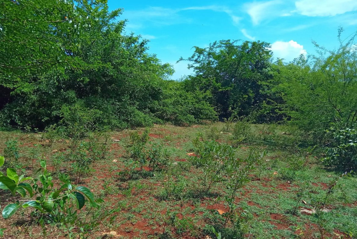 Fourth image of Old Hope Road in OLD HOPE PEN, Westmoreland, Jamaica - property is For Sale