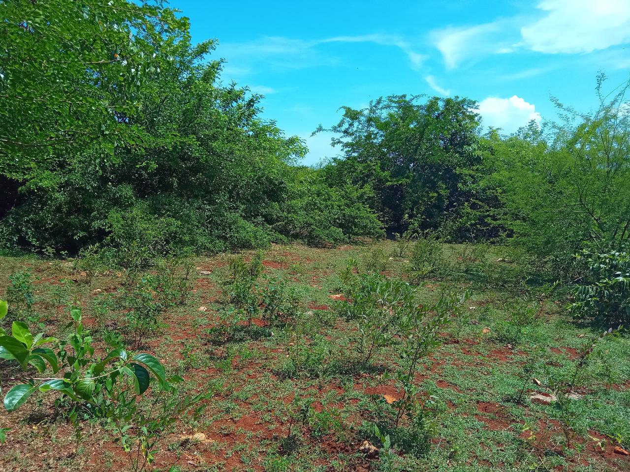 Fourth image of Old Hope Road in OLD HOPE PEN, Westmoreland, Jamaica - property is For Sale